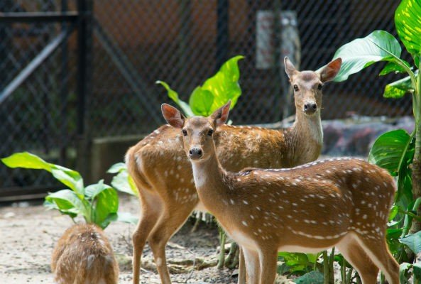 KANAN PENDARI ZOOLOGICAL GARDEN